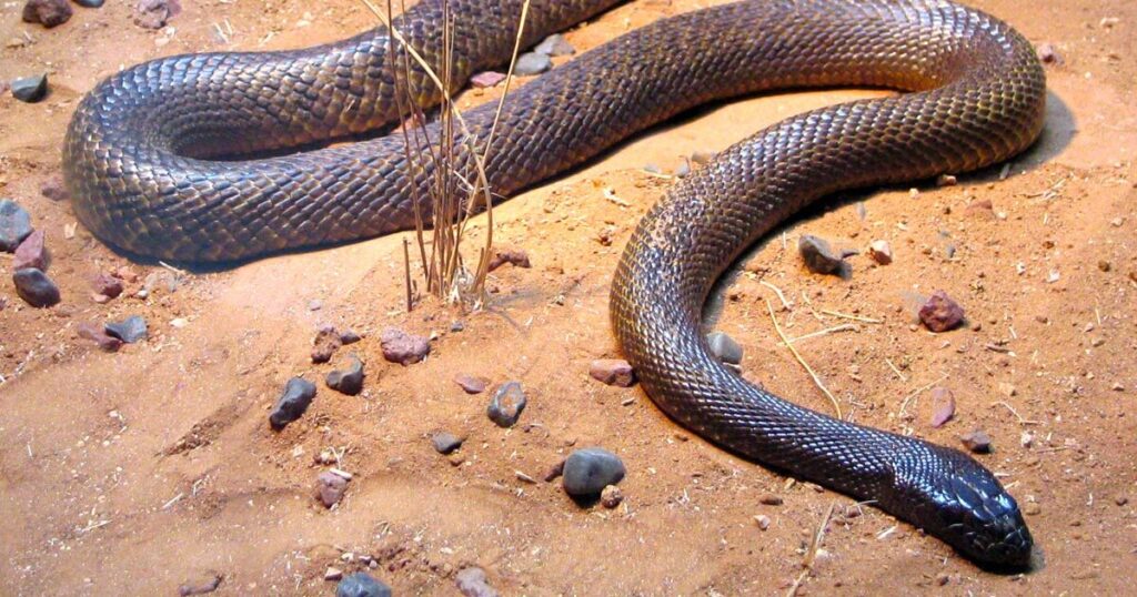 Taipán del Interior
